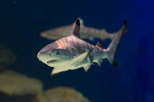 Meerwasseraquarium