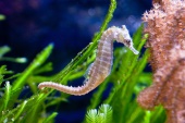 Meerwasseraquarium
