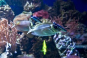 Meerwasseraquarium